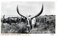 Ankole Long-Horn Cattle, Uganda