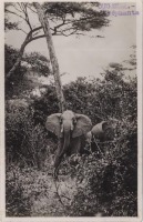 nil (Elephants)