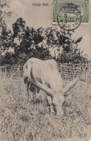 Ugoga Bull