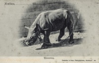 Rhinocerous