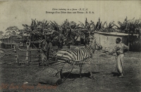 Zebra training in a farm