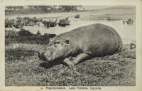 Hippopotamus. Lake Victoria, Uganda
