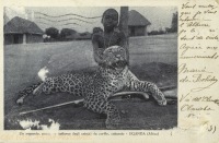 Un leopardo, predatore notturno - Uganda
