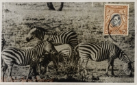 nil (zebras)