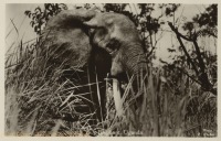 Elephant - Uganda