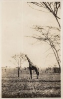 nil (Giraffe)