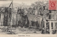 Tamed Zebra. B.E.A.