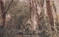 The tropic Jungle ("Roosevelt Tour")