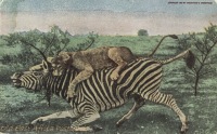 19. Lioness kills Zebra