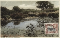 Natural Lily Pond, Tana River