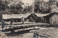 Drying Beans on Bamboo Tables