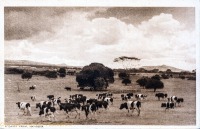 A Dairy Farm, Naivasha