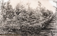 Kenya - Coffee estate with shade trees