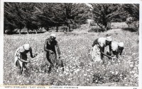 Kenya Highlands - Gathering pyrethru