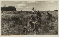 Picking Pyrethrum