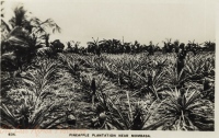 Pineapple Plantation near Mombasa