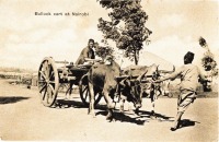 Bullock cart at Nairobi
