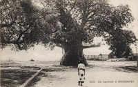 Un baobab à Mombasa