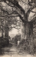 Baobabs à Mombasa