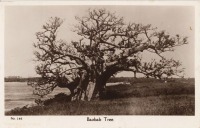 Baobad Tree