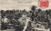 Mombasa. Coconut Farm