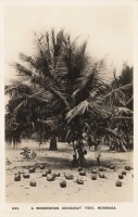 A Wonderous Coconut Tree. Mombasa