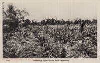 Pineapple Plantation near Mombasa