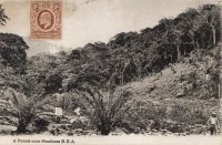 A Forest near Mombasa B.E.A.
