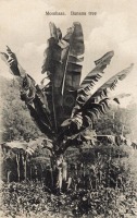 Mombasa. Banana Tree