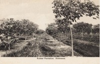 Rubber Plantation. Mombasa