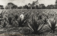 A Sisal plantation