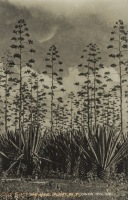 The sisal plant in flower (poling)