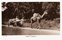 Camel transport