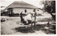 The camels, Mombasa