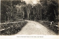 Road to Clairmont House in the forest, near Nairobi