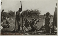 Sugar Cane Sellers, Kenya