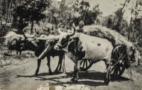 Kikuyu Transport