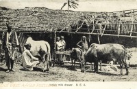 Indian milk drawer, B.E.A.