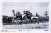 Camel cart, Mombasa