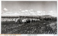 Kitale - East Africa Farming in Kenya