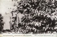 Cueillette du Café à Bukoba