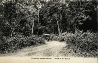 Road in the forest - Clermont House -