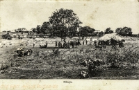 Kikuyu