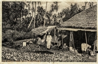 Drying coprah