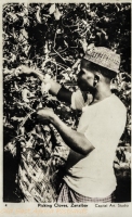 Picking cloves