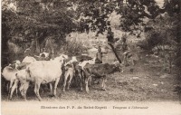 Troupeau à l'abreuvoir