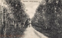 Zanzibar Clove Avenue
