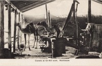 Camel at oil-Mill work. Mombasa