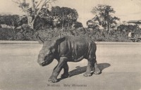 Mombasa. Baby Rhinoceros