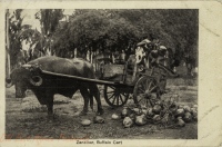 Zanzibar, Buffalo Cart